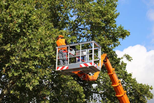 Reliable Belleville, WI Tree Removal Solutions